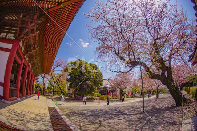 池上本門寺の桜