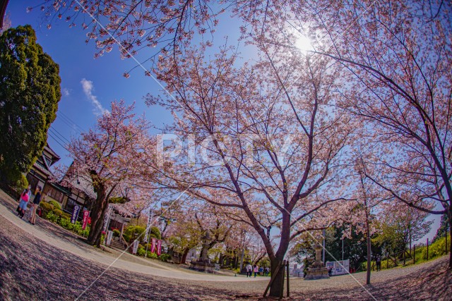 池上本門寺の桜