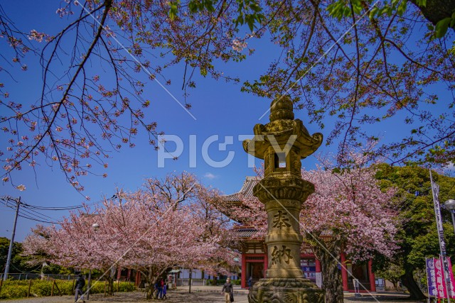 池上本門寺の桜