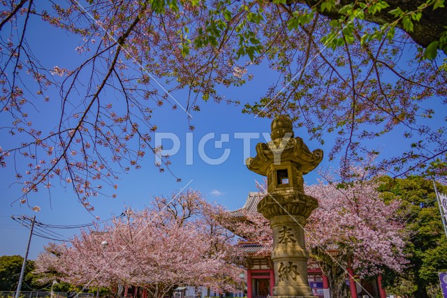 池上本門寺の桜