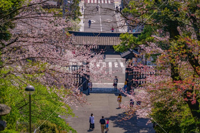 池上本門寺の桜