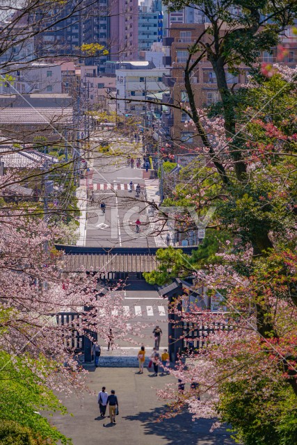 池上本門寺の桜