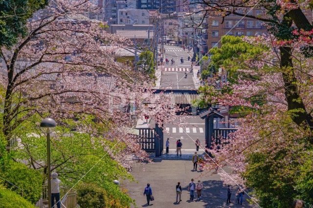 池上本門寺の桜