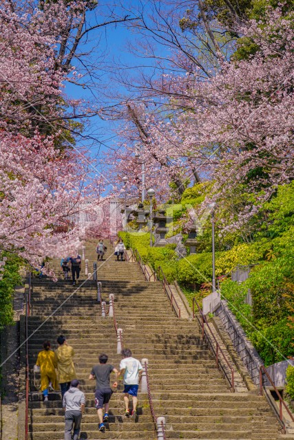 池上本門寺の桜