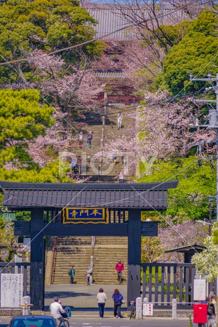 池上本門寺の桜