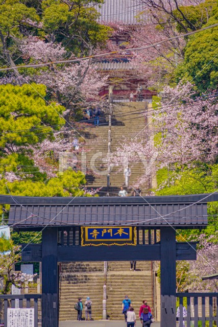 池上本門寺の桜