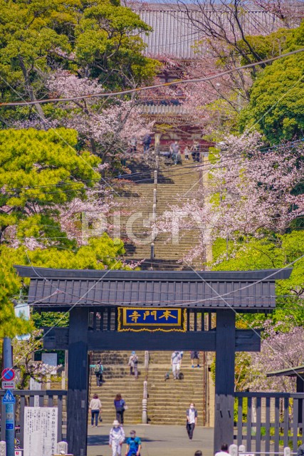 池上本門寺の桜