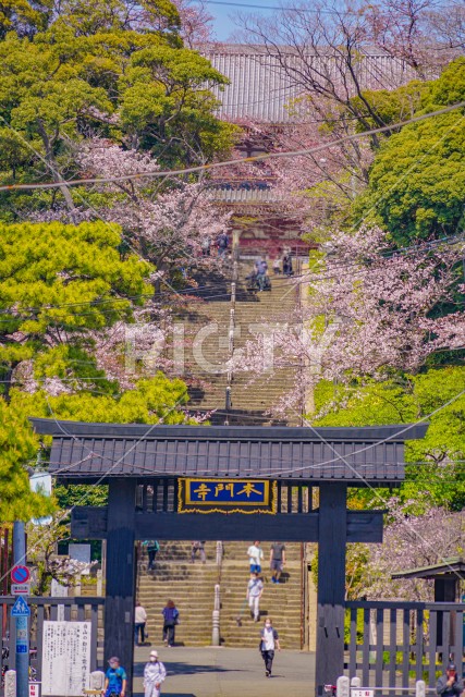 池上本門寺の桜