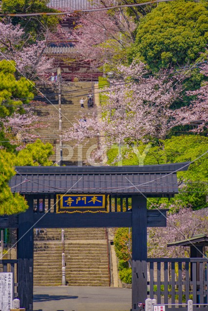 池上本門寺の桜