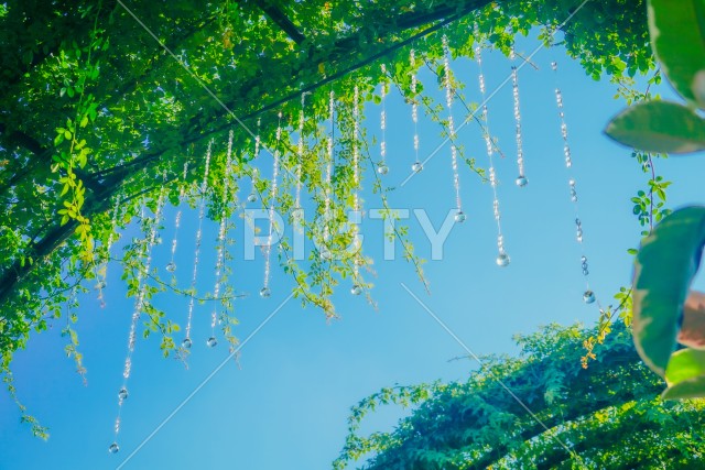 植物のアーチ（グリーンアーチ）