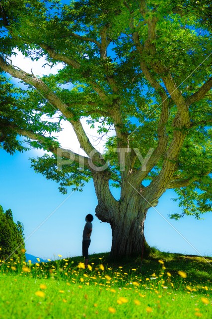 写真のタイトルが入ります