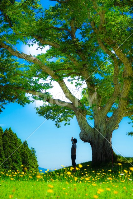 写真のタイトルが入ります