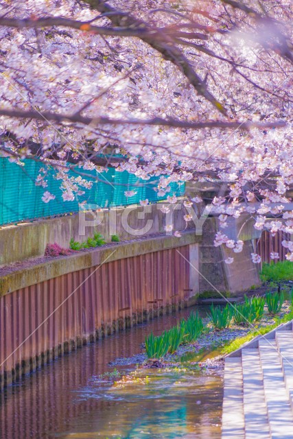 住吉ざくら（元住吉渋川沿いの桜）