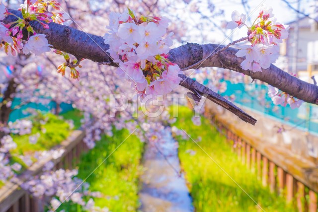 住吉ざくら（元住吉渋川沿いの桜）