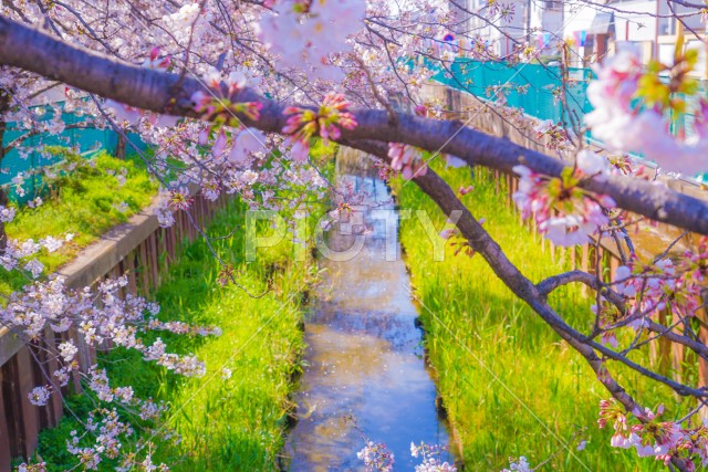 住吉ざくら（元住吉渋川沿いの桜）