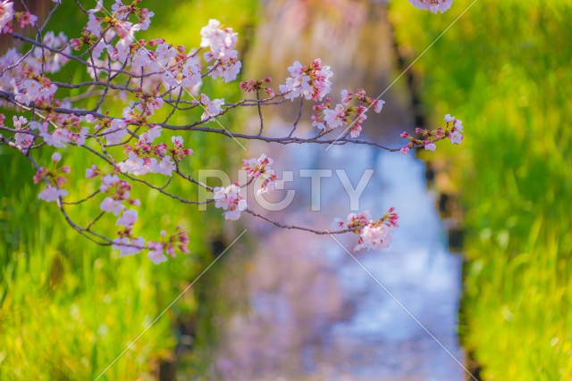 住吉ざくら（元住吉渋川沿いの桜）