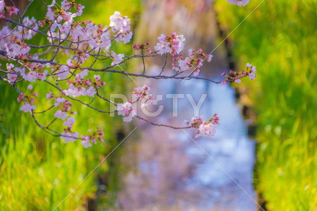 住吉ざくら（元住吉渋川沿いの桜）