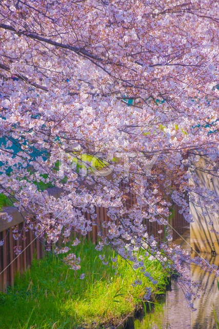 住吉ざくら（元住吉渋川沿いの桜）