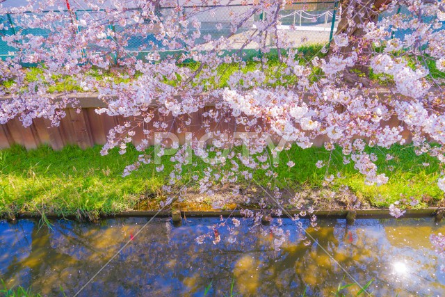 住吉ざくら（元住吉渋川沿いの桜）