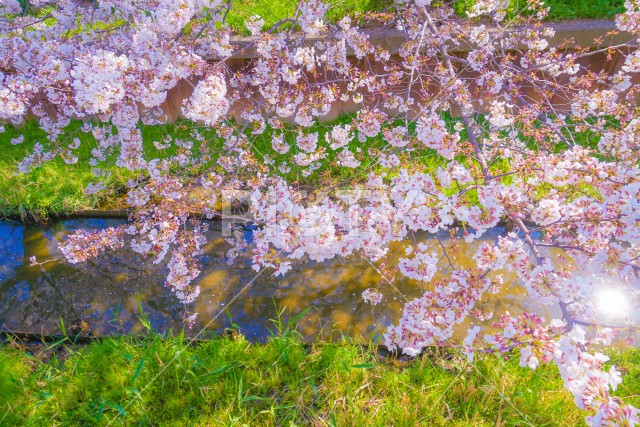 住吉ざくら（元住吉渋川沿いの桜）