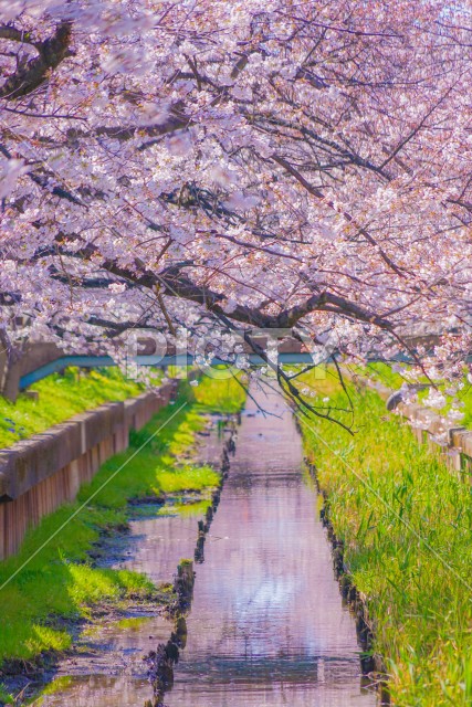 住吉ざくら（元住吉渋川沿いの桜）