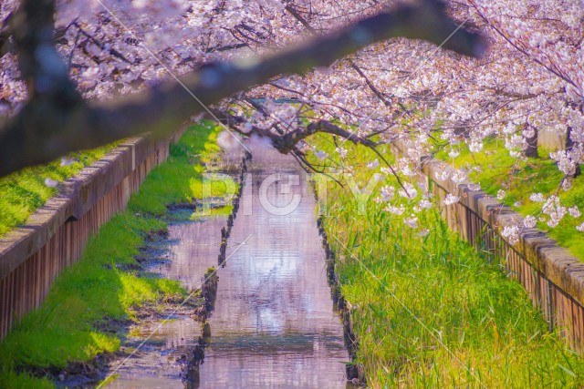 住吉ざくら（元住吉渋川沿いの桜）