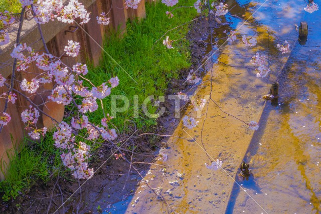 住吉ざくら（元住吉渋川沿いの桜）