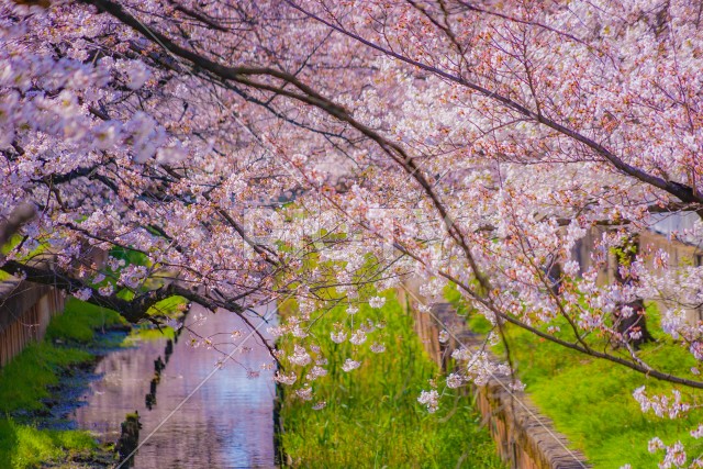 住吉ざくら（元住吉渋川沿いの桜）