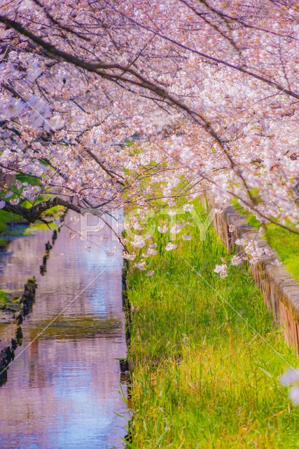 住吉ざくら（元住吉渋川沿いの桜）