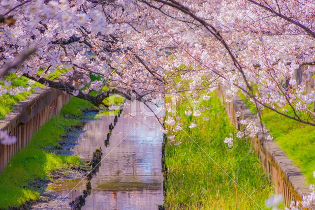 住吉ざくら（元住吉渋川沿いの桜）