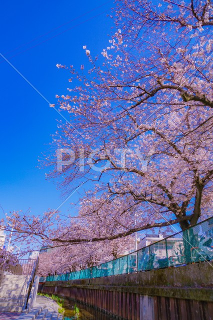 住吉ざくら（元住吉渋川沿いの桜）