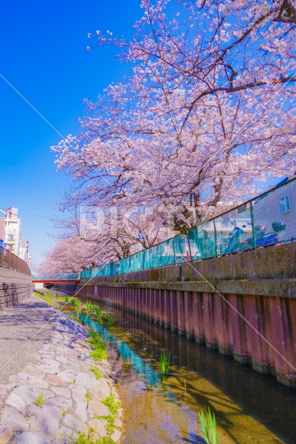 住吉ざくら（元住吉渋川沿いの桜）