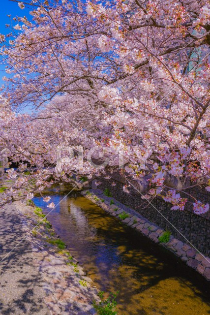 住吉ざくら（元住吉渋川沿いの桜）