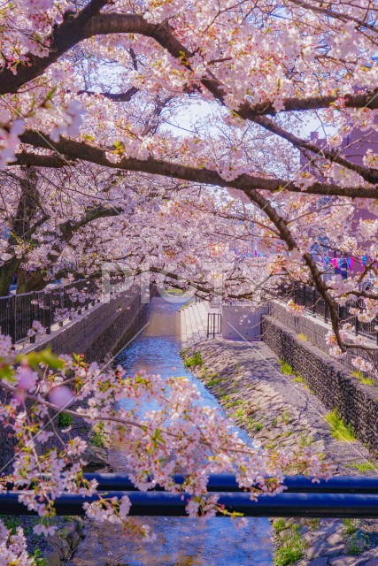 住吉ざくら（元住吉渋川沿いの桜）