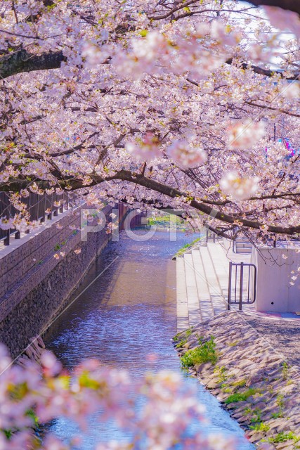 住吉ざくら（元住吉渋川沿いの桜）