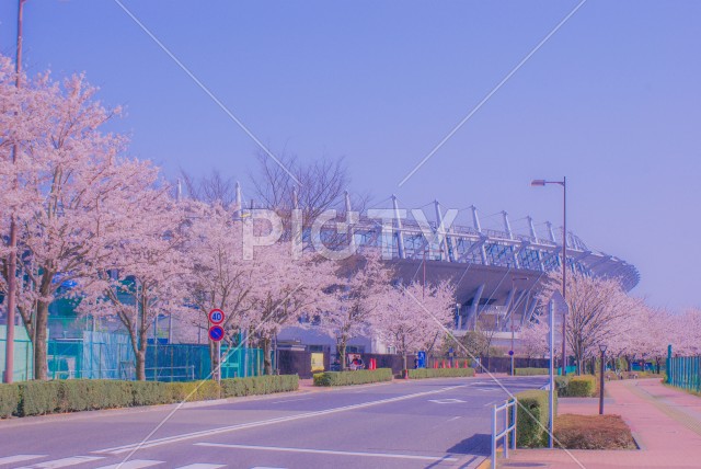 府中市スタジアム通りの桜