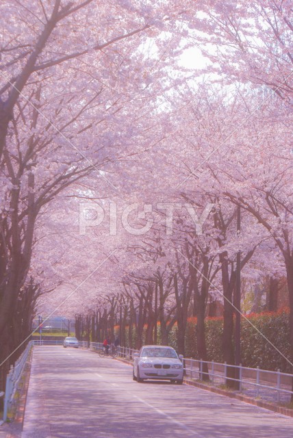 府中市スタジアム通りの桜