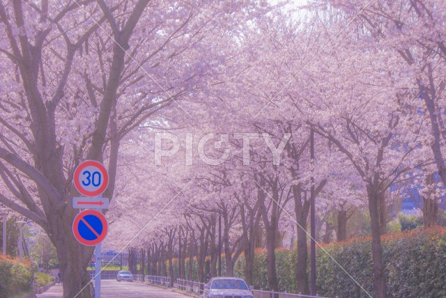 府中市スタジアム通りの桜