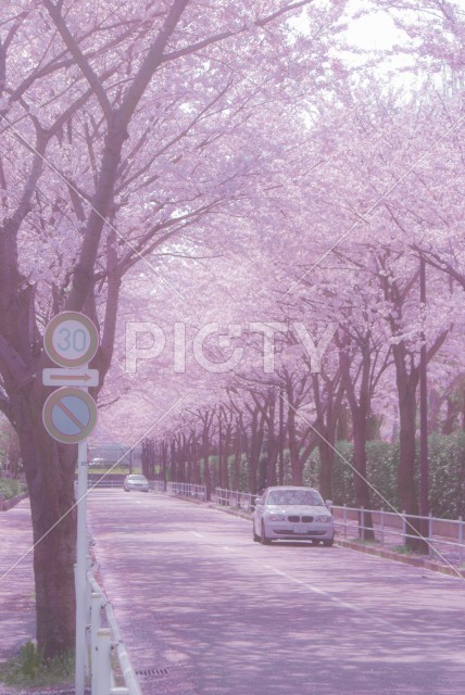 府中市スタジアム通りの桜