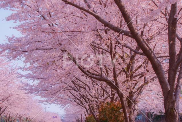 府中市スタジアム通りの桜