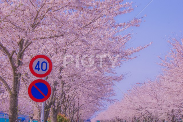 府中市スタジアム通りの桜