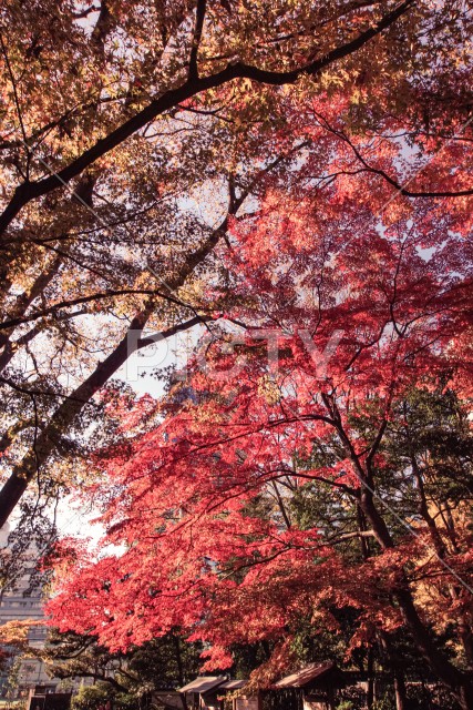 小石川後楽園の紅葉