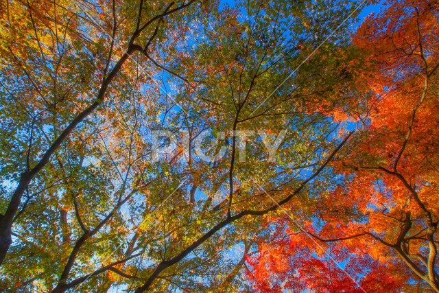 小石川後楽園の紅葉