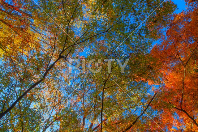 小石川後楽園の紅葉