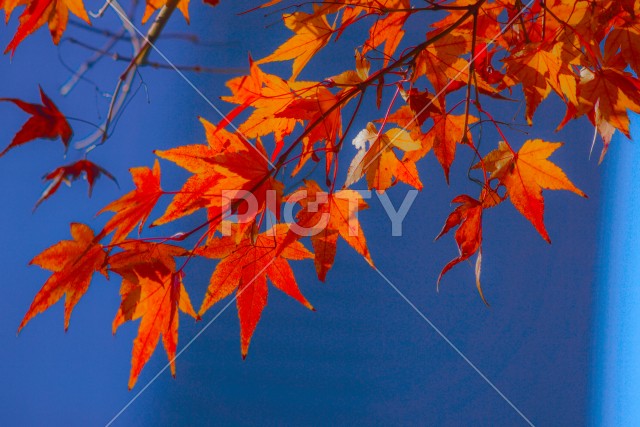 小石川後楽園の紅葉