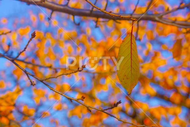 小石川後楽園の紅葉