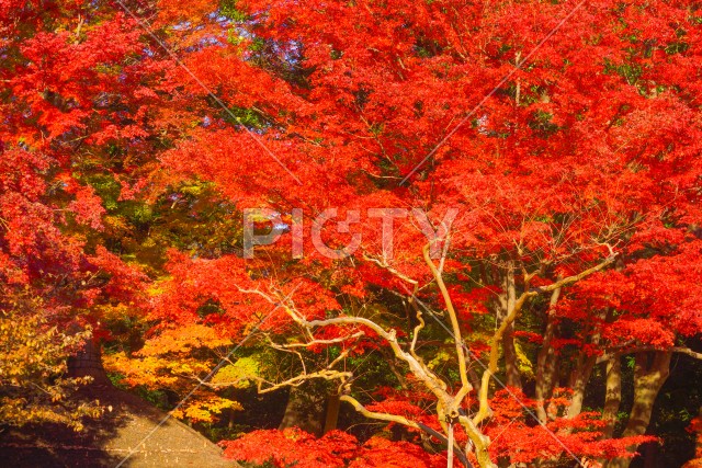 小石川後楽園の紅葉