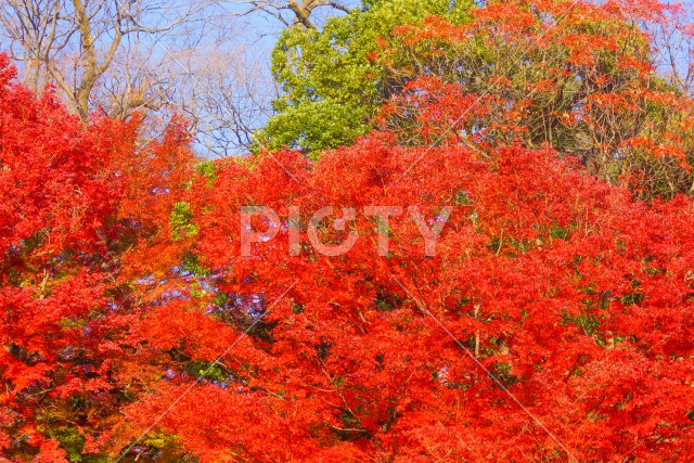 小石川後楽園の紅葉