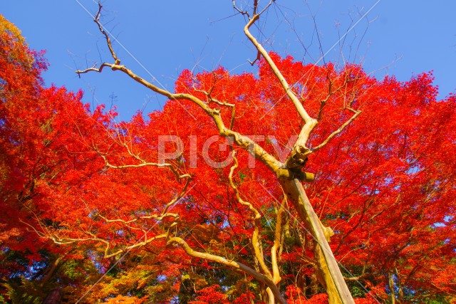 小石川後楽園の紅葉