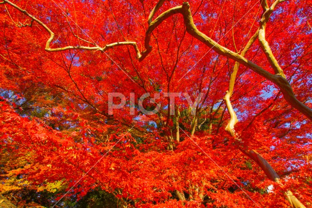 小石川後楽園の紅葉